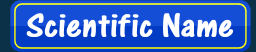 Scientific Name Search